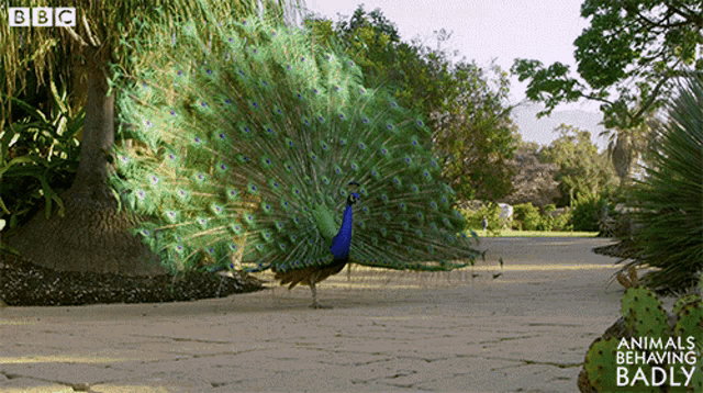 peacock-bird.gif