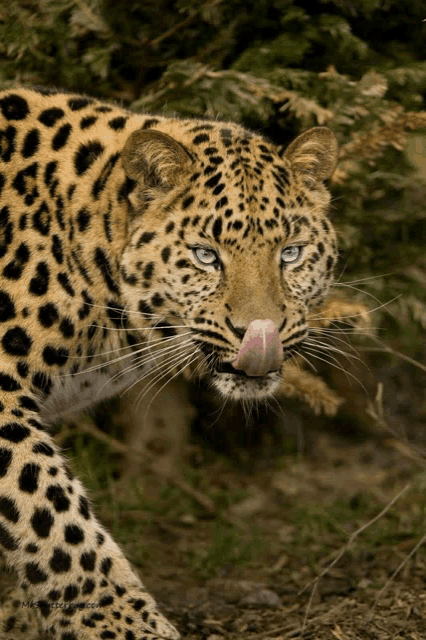 a close up of a leopard licking it 's nose with the name mike on the bottom right