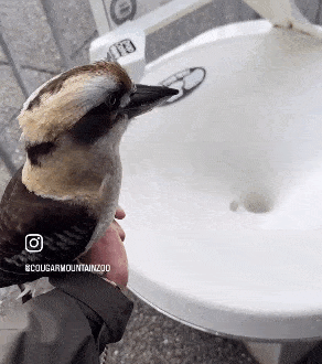 a person is holding a small bird in front of a bathroom sink .
