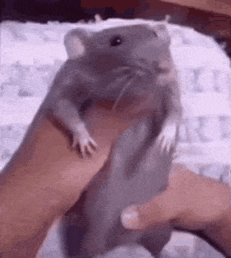 Rat Dancing GIF - Rat Dancing Content Aware GIFs