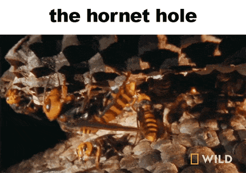 Hornet Wasp GIF - Hornet Wasp Hive GIFs