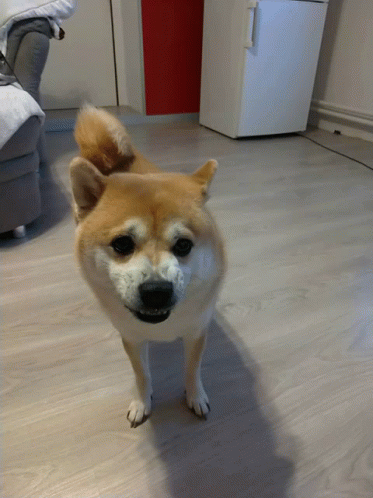 Shiba Inu Dog GIF - Shiba Inu Dog Mad GIFs