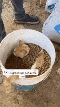 a cat is laying in a bucket of food with a caption that says " his greed will consume him "