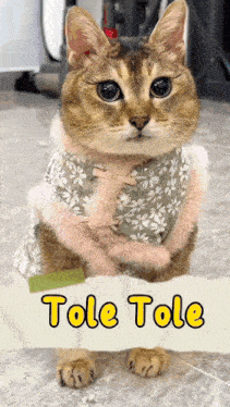 a cat standing next to a sign that says ' tole tole ' on it