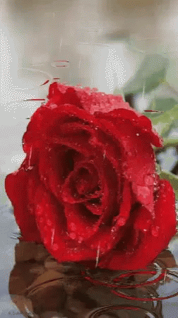 Rose Raindrops GIF - Rose Raindrops Water GIFs