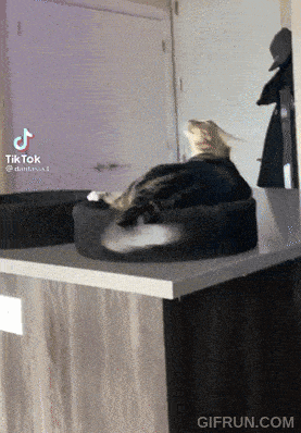 Cat Lick GIF - Cat Lick Zoom GIFs