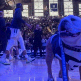 a dog wearing a jersey with the number 11 on it is on a basketball court