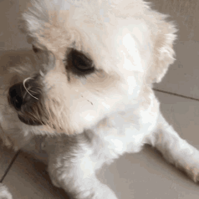 Datamosh Funny GIF - Datamosh Funny Dog GIFs