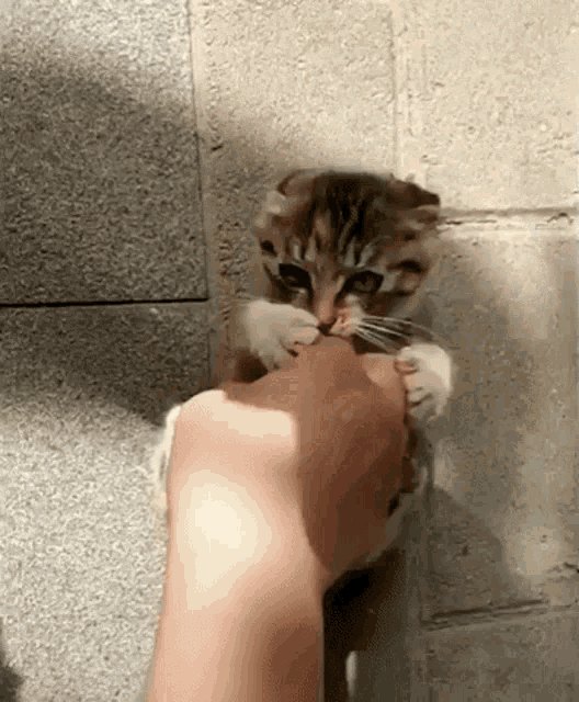 Kitten Kitten Play GIF