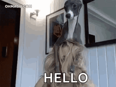 a dog is sitting on a woman 's head and saying hello .