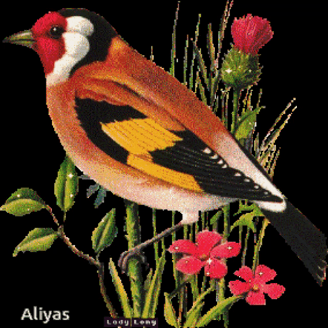 a picture of a bird with the name aliyas on the bottom left