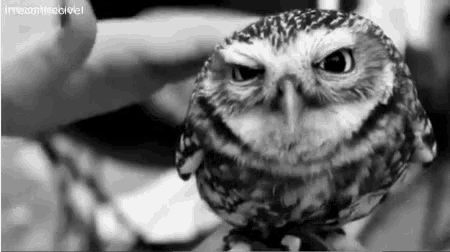 a small owl is sitting on a person 's hand and looking at the camera .