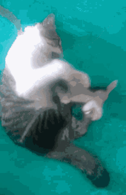 Gato Cat GIF - Gato Cat Bisho GIFs