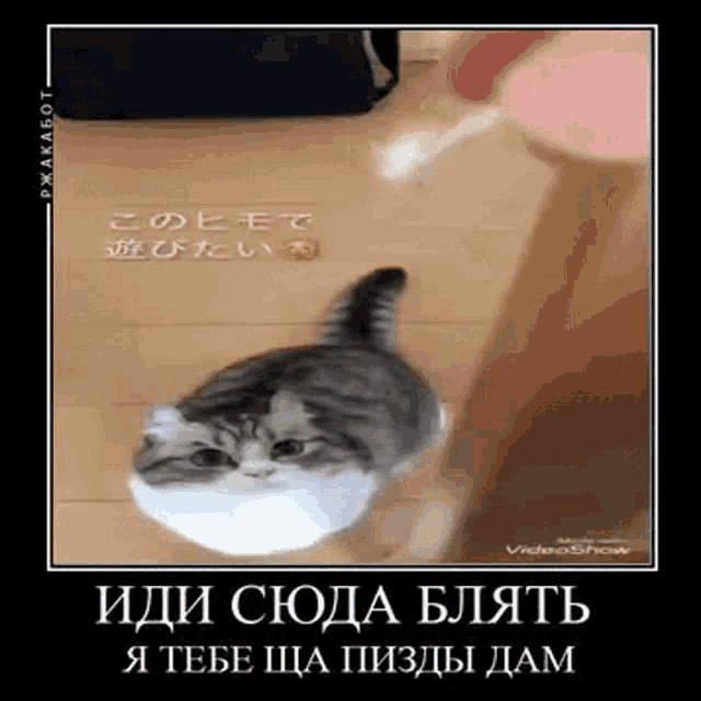 a picture of a cat in a mask with a caption in russian
