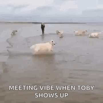 Dogs Play GIF - Dogs Play Beach GIFs