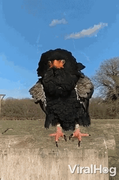Bird Cleaning GIF - Bird Cleaning Dusting Off GIFs