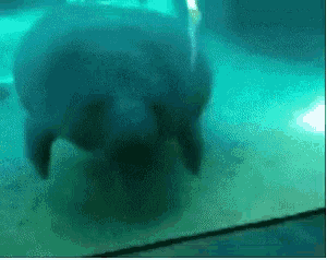 a whale is swimming in a tank with a blue background