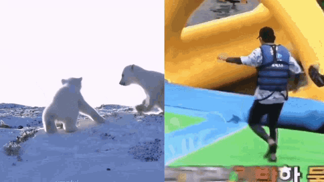 a polar bear and a man in a life jacket are playing in the water