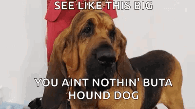 Bloodhound GIF - Bloodhound GIFs