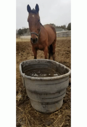 Water Break GIF - Water Break Horses GIFs