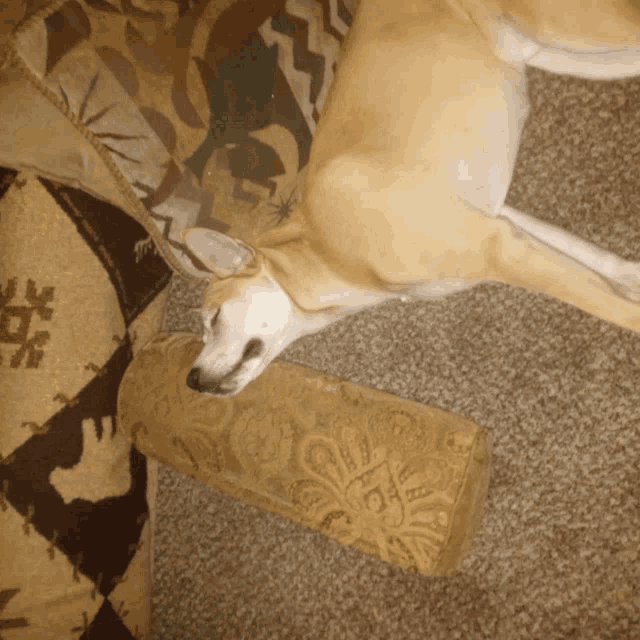 a dog laying on a couch next to a pillow that has a floral design