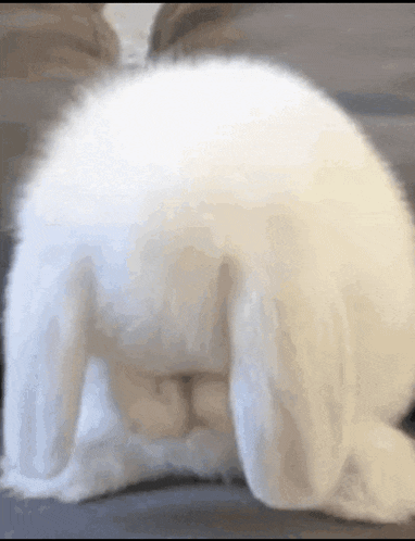 a close up of a white rabbit 's butt on a couch