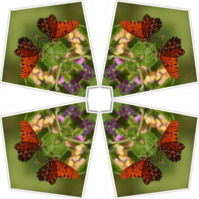 a kaleidoscope of butterflies sitting on a plant