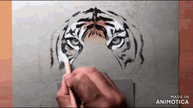 a person is drawing a tiger with a pencil