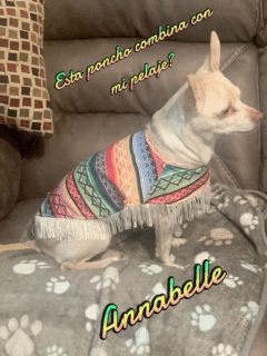 Chihuahua Annabelle GIF - Chihuahua Annabelle Poncho GIFs