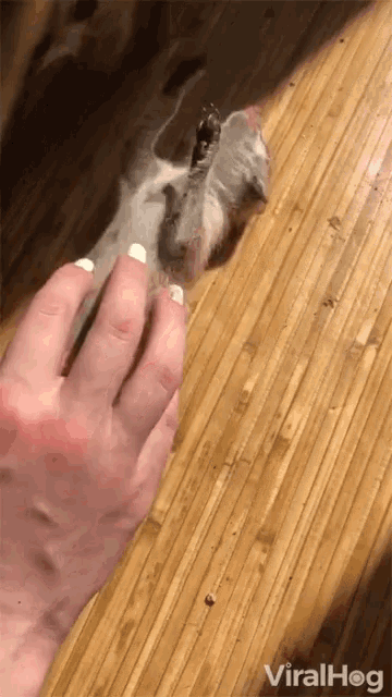 Tickle Adorable GIF - Tickle Adorable Ferret GIFs