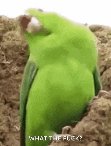 a green parrot is sitting in the dirt and says what the fuck