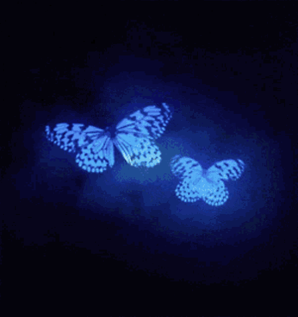 two butterflies are flying in the dark and one is blue