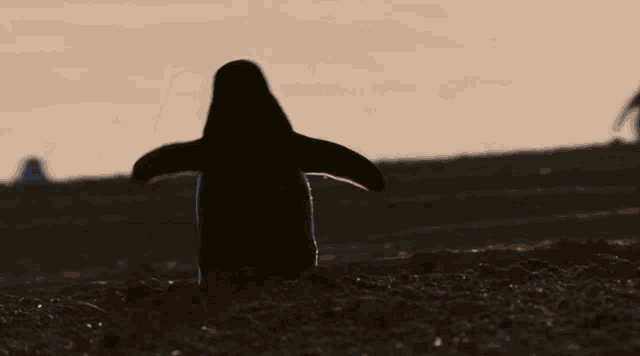 a silhouette of a penguin standing on a hill