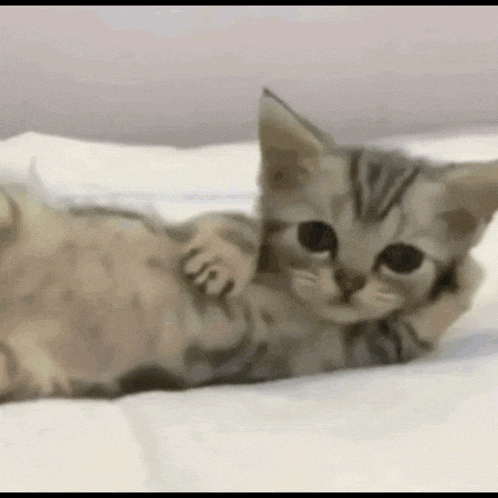 a small kitten is laying on its back on a bed looking at the camera .