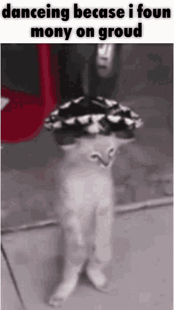 Dancing Cat Mexican Cat GIF - Dancing Cat Mexican Cat Danceing Becase I Foun Mony On Groud GIFs