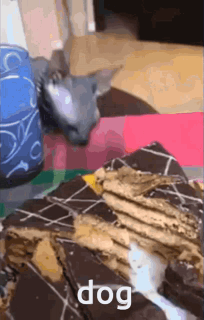 Cat Dog GIF - Cat Dog Cake GIFs
