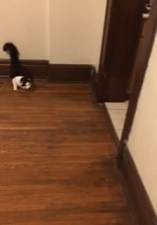 Cat Playing GIF - Cat Playing Jumping GIFs
