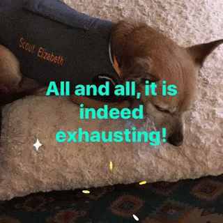 Mentally Exhausted Sleepy Dog GIF - Mentally Exhausted Sleepy Dog Puppy GIFs