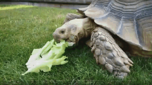 Turtle Nomnomnom GIF - Turtle Nomnomnom Diet GIFs