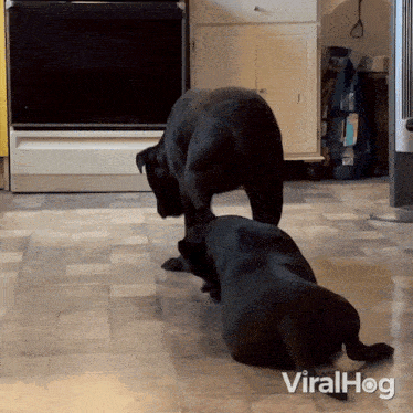 two black dogs are playing in a kitchen with the words viralhog visible