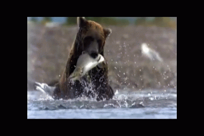 Shake That Fish, Bear! GIF