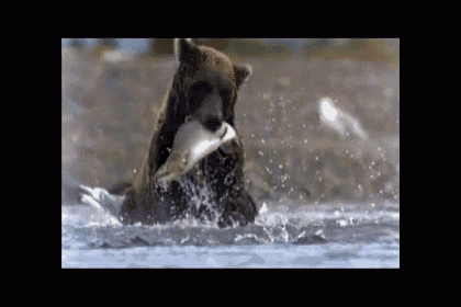 a bear is holding a fish in its mouth