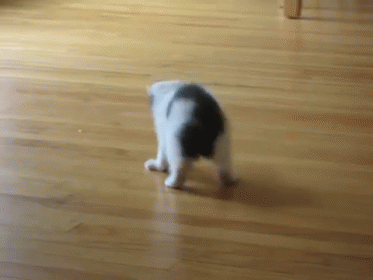 You Surprised Me! GIF - Cats Kittens Fall GIFs