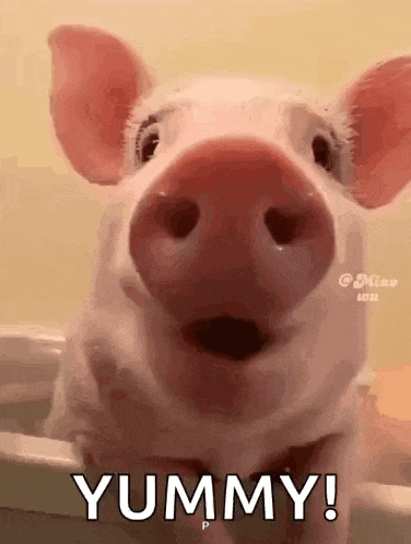 a pig is taking a bath in a bathtub and looking at the camera with its mouth open .