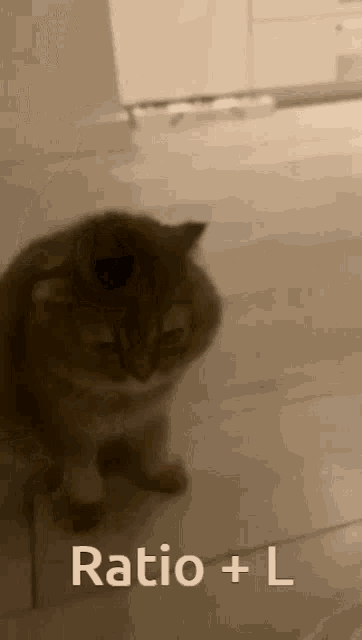 a cat is standing on a tiled floor with the words ratio + l below it