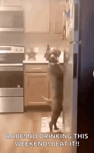 a dog is standing on its hind legs in front of a refrigerator door .