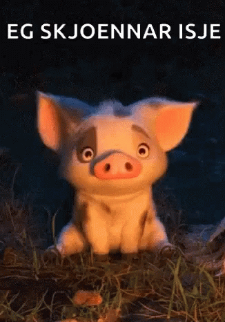 Confused Pig What GIF - Confused Pig What Really GIFs