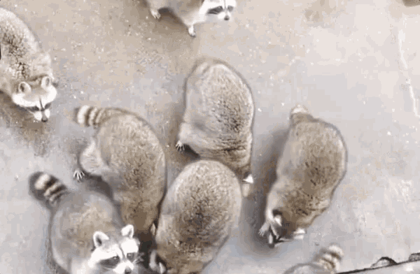 a group of raccoons are standing in a circle on a concrete surface .