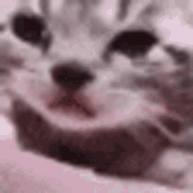 Sad Cat Cat GIF - Sad Cat Cat Baby Cat GIFs