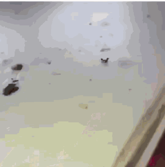 a small black bug is sitting on top of a white surface .